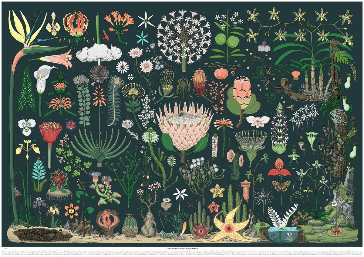 Flowering Plants of South Africa
