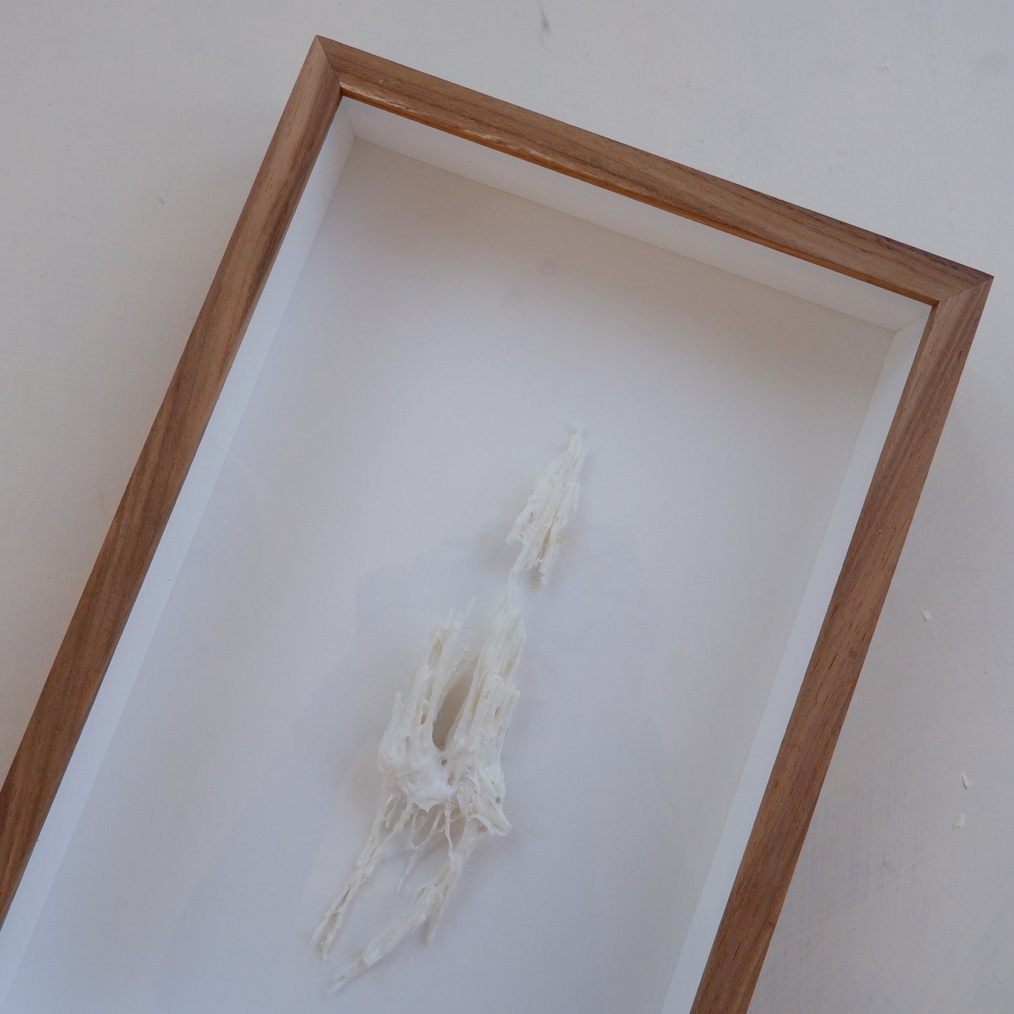 Fynbos artefact (framed)