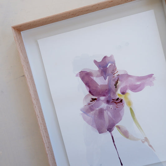 Iris Study I (Framed)