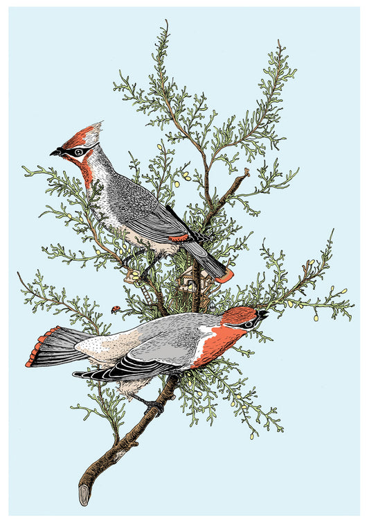 Birds - Fine Art Print