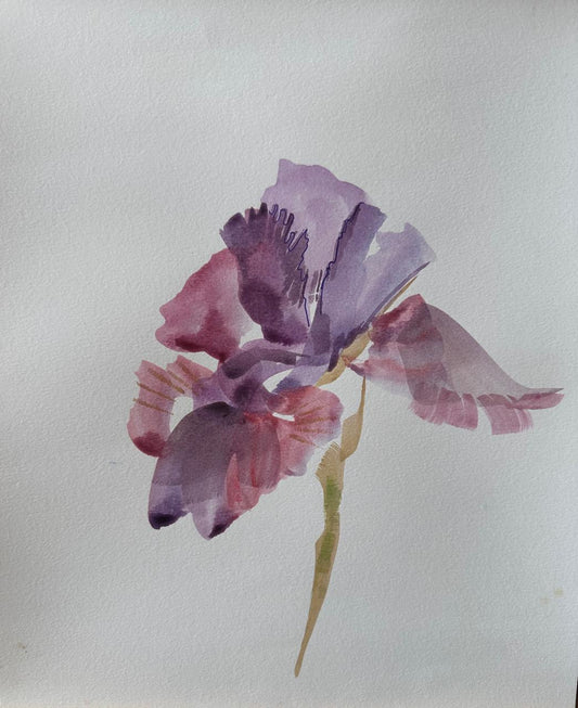 Iris Study II (Framed)