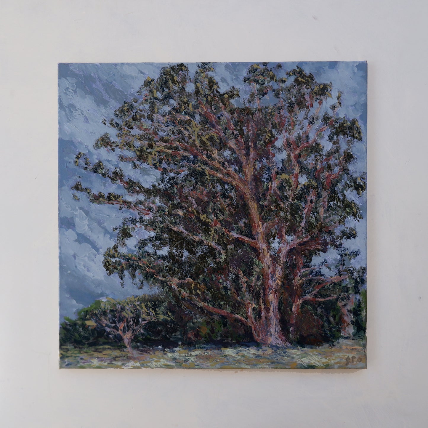 Eucalyptus Study, Windy (Framed)