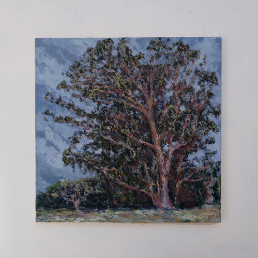 Eucalyptus Study, Windy (Framed)