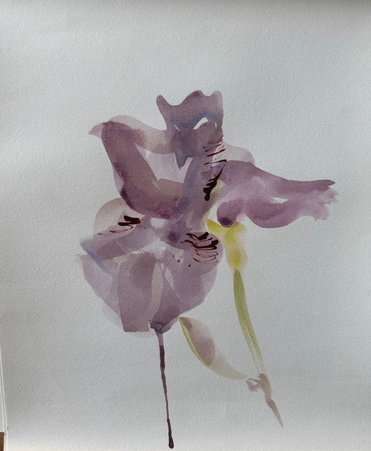 Iris Study I (Framed)