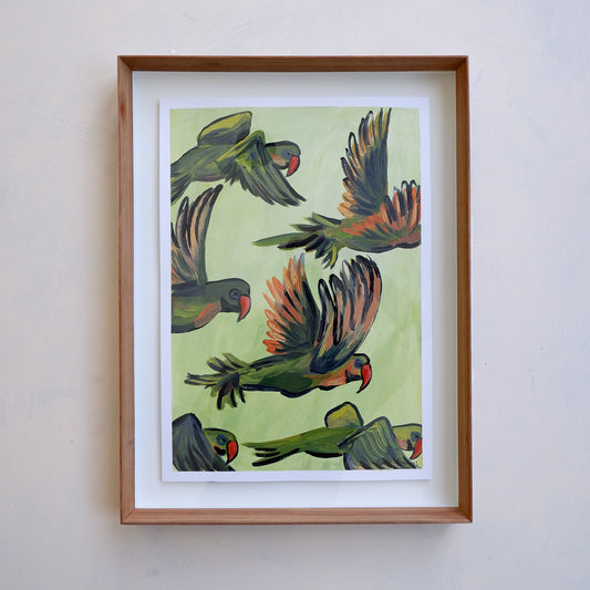 Ring-necked Parakeets in flight (framed)