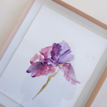 Iris Study II (Framed)